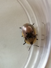 Conchyloctenia punctata