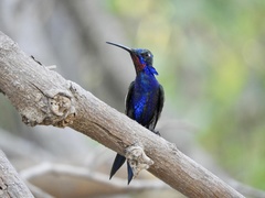 Blue-Tufted Starthroat photo 5