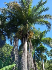 Roystonea borinquena