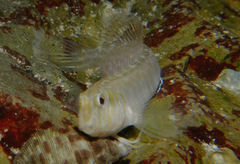 Omobranchus germaini