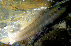 Omobranchus germaini
