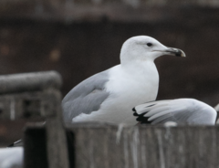 Larus cachinnans