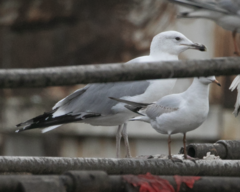 Larus cachinnans