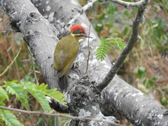 Piculus chrysochloros