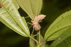 Anisoptera