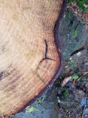 Trypodendron lineatum