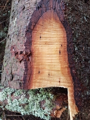 Trypodendron lineatum