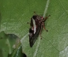 Smilia camelus