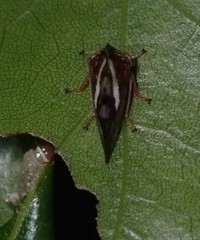 Smilia camelus