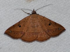Hemeroplanis floccalis