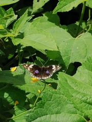Junonia oenone