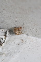 Parasteatoda simulans