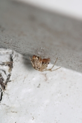 Parasteatoda simulans