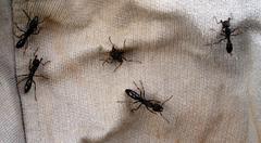 Ponerinae