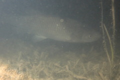 Ctenopharyngodon idella