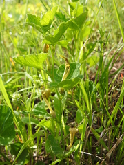 Aristolochia pallida