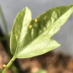 Heliconius charithonia