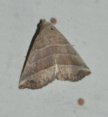 Eublemma baccalix