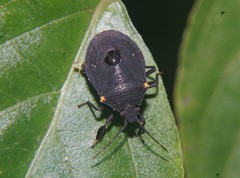 Discocephalinae