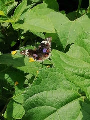 Junonia oenone