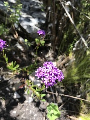 Pseudoselago verbenacea