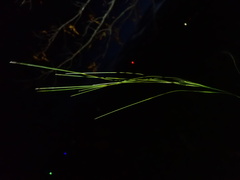 Hesperostipa spartea