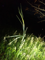 Hesperostipa spartea