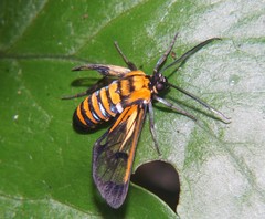 Gymnelia ethodaea