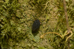 Poiocerinae