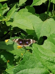 Junonia oenone