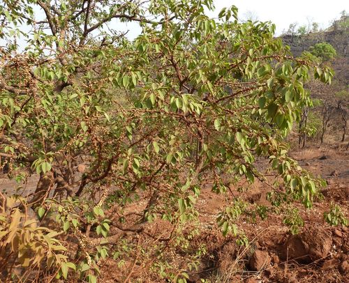 Ficus cordata subsp. lecardii image