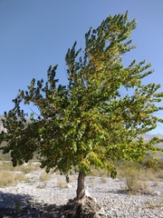 Populus mexicana