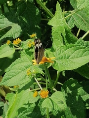 Junonia oenone