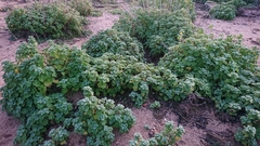 Pseudodictamnus hirsutus