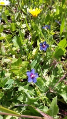 Anagallis