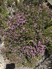 Disparago ericoides