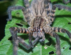 Cupiennius salei
