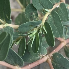 Euphorbia inaequilatera image