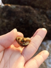 Trochus radiatus