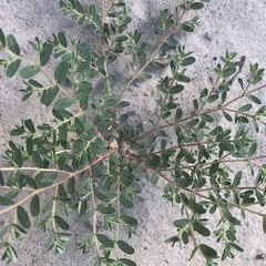 Euphorbia inaequilatera image