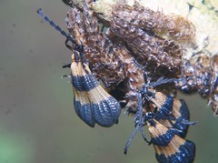 Calopteron bifasciatum