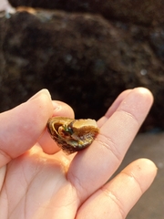 Trochus radiatus
