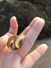 Trochus radiatus