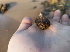 Trochus radiatus