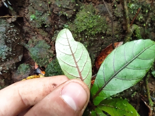 Image of Acalypha integrifolia by (c) Augustin Soulard, some rights reserved (CC BY)