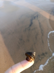 Trochus radiatus