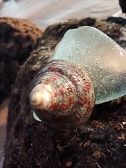 Trochus radiatus