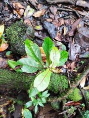 Image of Acalypha integrifolia