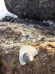 Trochus radiatus