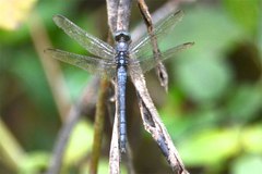 Orthetrum julia